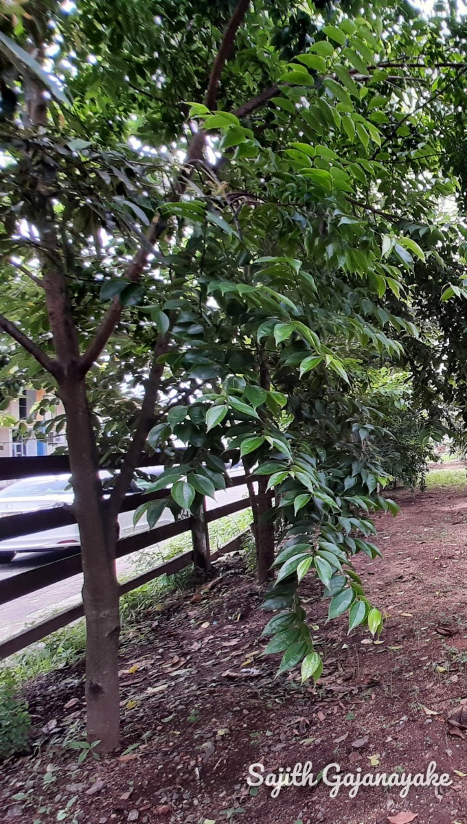 Celtis timorensis Span.